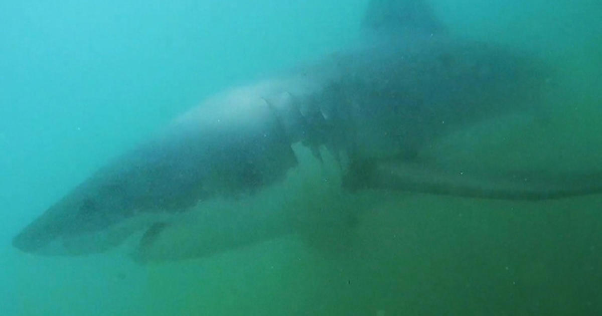 Technology tries to track sharks - CBS News