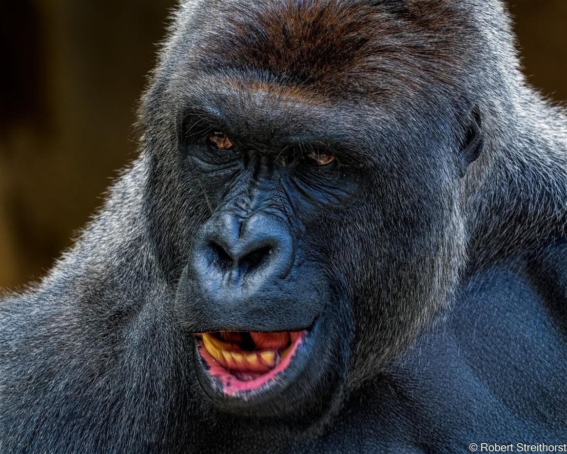 Harambe Harambe Pictures CBS News