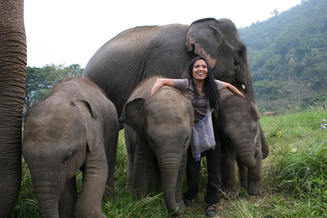 Thailand's elephant whisperer rescues the injured - CBS News