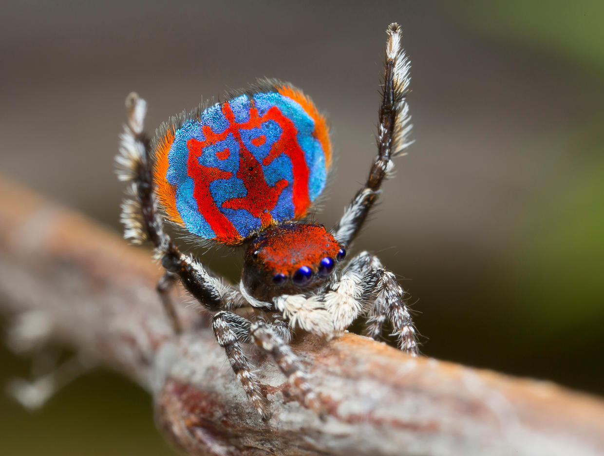 These Jumping Spiders From The Land Down Under Really Know How To Flaunt Their Beauty Cbs News