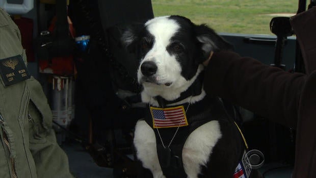 en0609vancleaveairportdog3.jpg