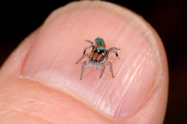 These jumping spiders from land down under know how to flaunt their beauty - CBS News