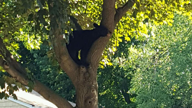 Bear in tree in Paramus 