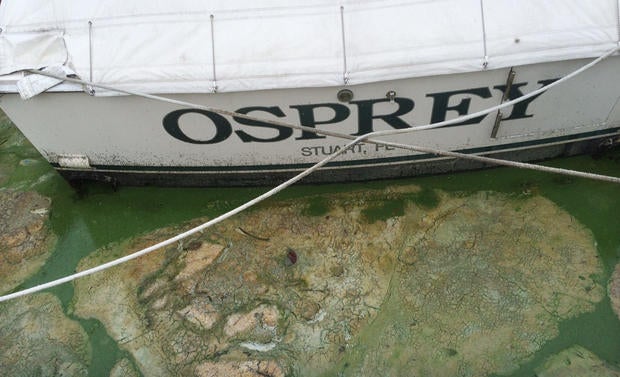 florida-algae-2.jpg