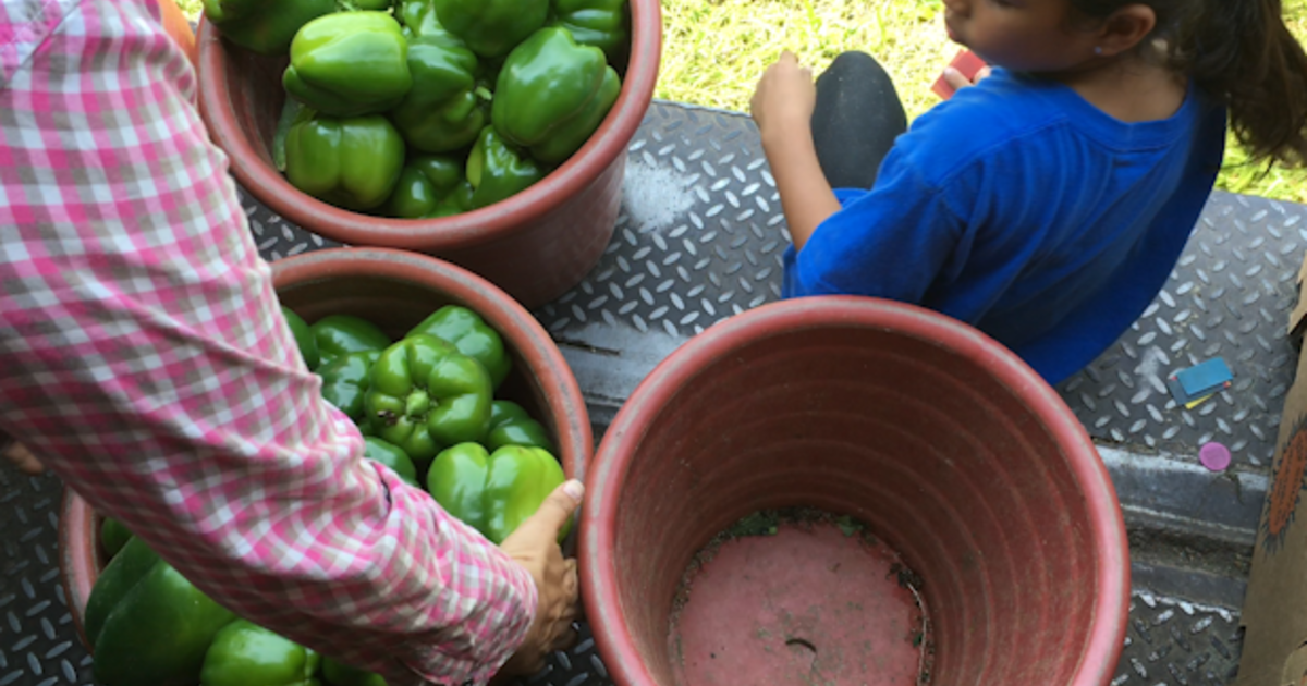 Undocumented Farmworker Families Face Uncertain Fate Cbs News