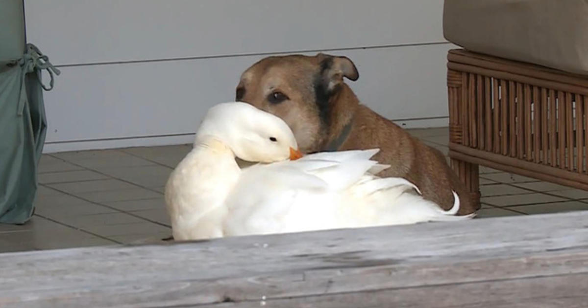 Dog and duck make for an unlikely friendship - CBS News