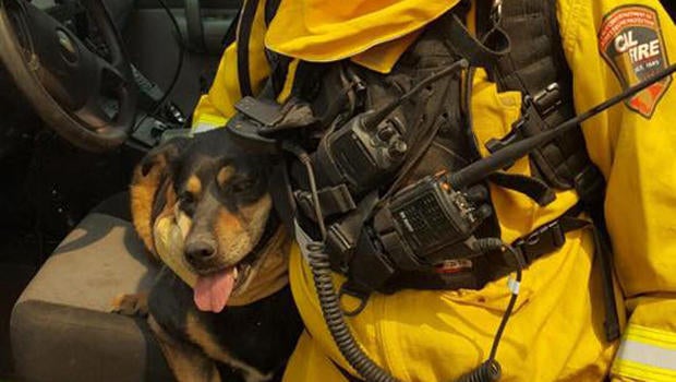 Battalion Chief Mike Mohler with the California Department of Forestry and Fire Protection holds a dog that ran from a burning home near Phelan, California, Aug. 17, 2016.