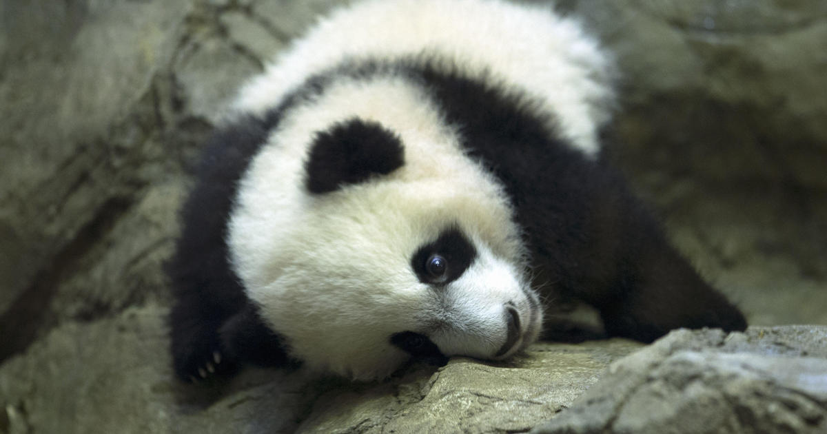 Bei Bei the giant panda leaving the National Zoo for China - CBS News