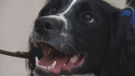 j7-blackstone-super-bug-sniffing-dog-transfer-frame-4507.png