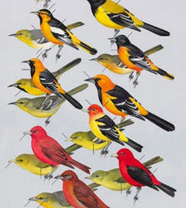artwork-by-roger-tory-peterson-27872055-rtp.jpg