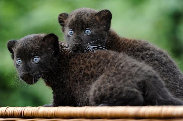 Black Panther Twins Adorable Animal Twins Pictures Cbs News