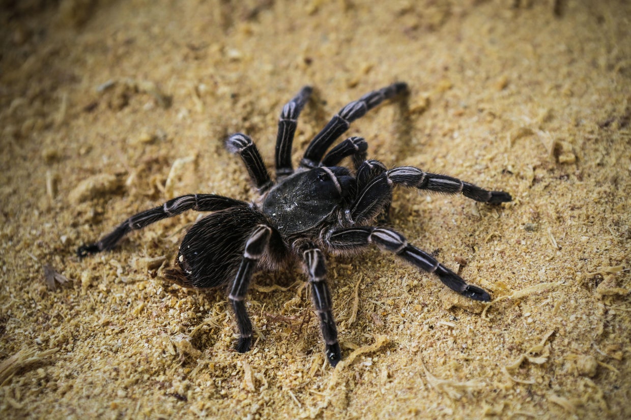 Tarantula migration Colorado Mass tarantula migration expected to