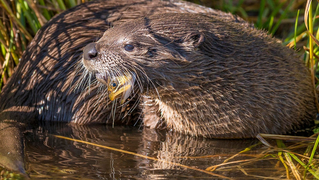 Nature up close Otters of Trout Lake CBS News