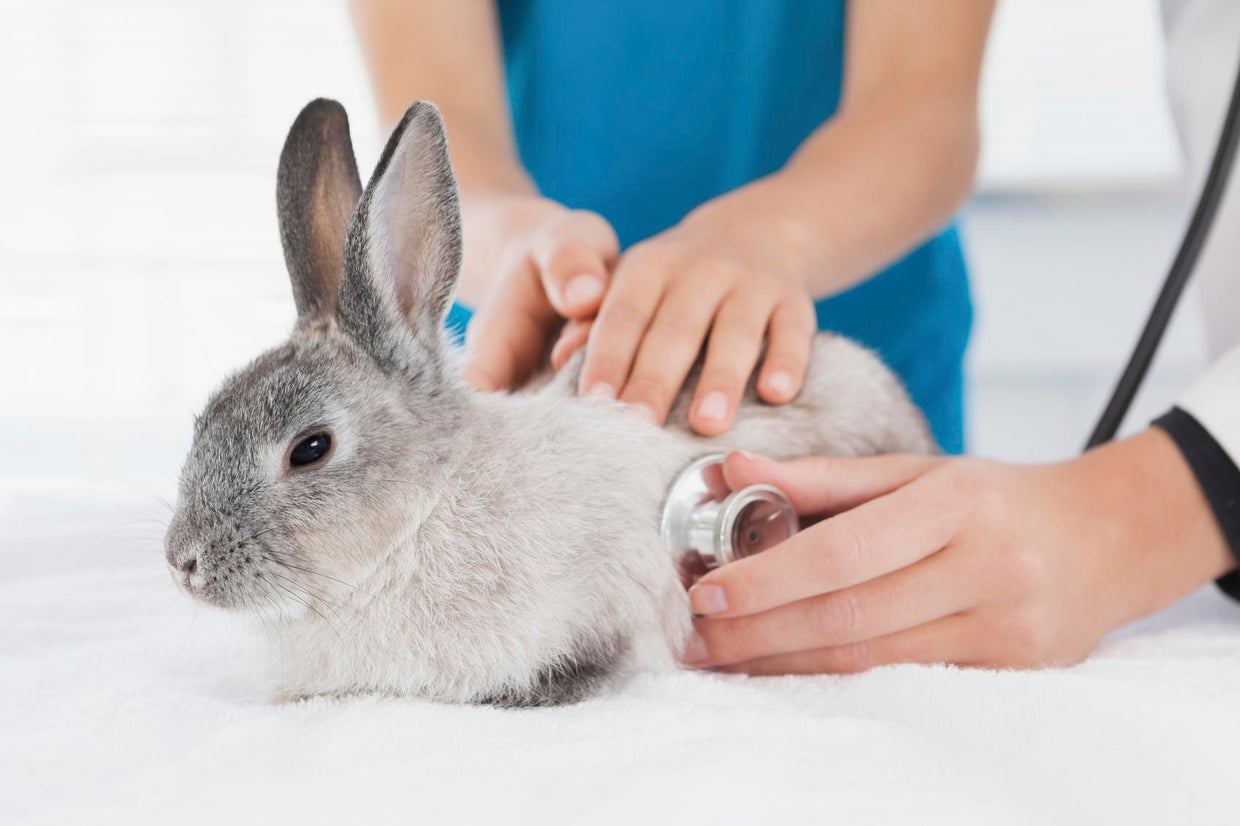9 ways to get cheap or free vet care for your pet - CBS News