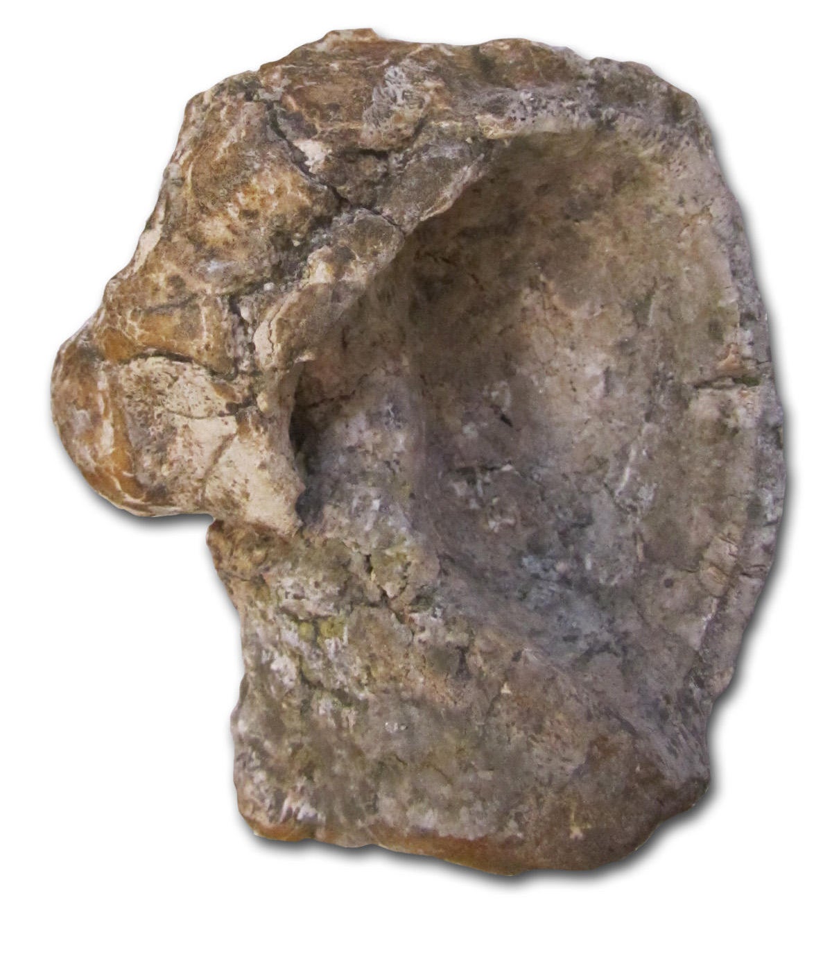 North Dakota fossils could be new species of ancient marine reptile