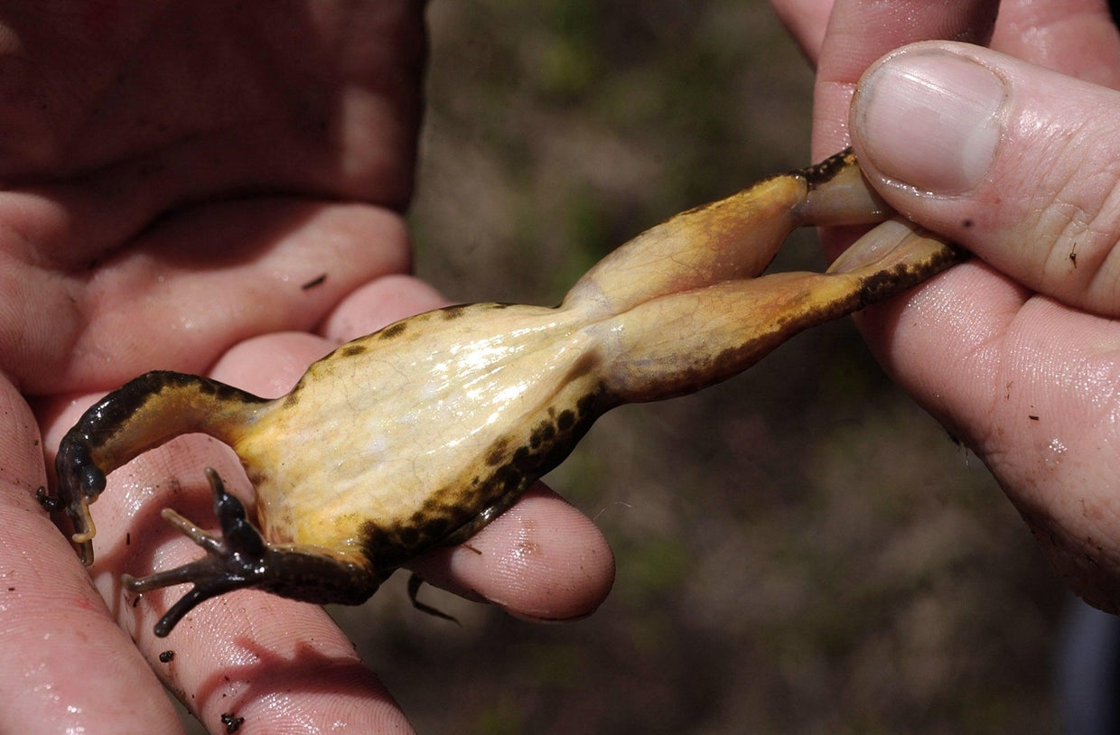 Scientists Endangered Sierra Nevada yellowlegged frog rebounding in