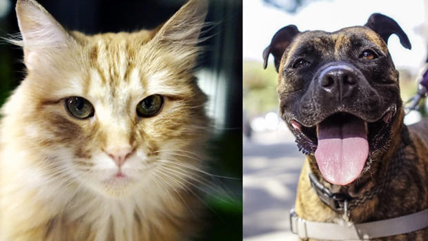 Sean Casey - Pet Adoption Guide 