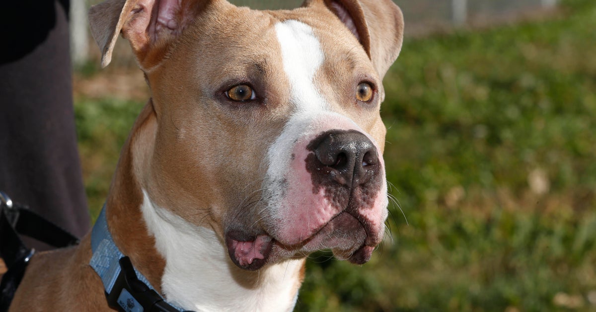 Montreal's pit bull ban temporarily suspended by judge CBS News