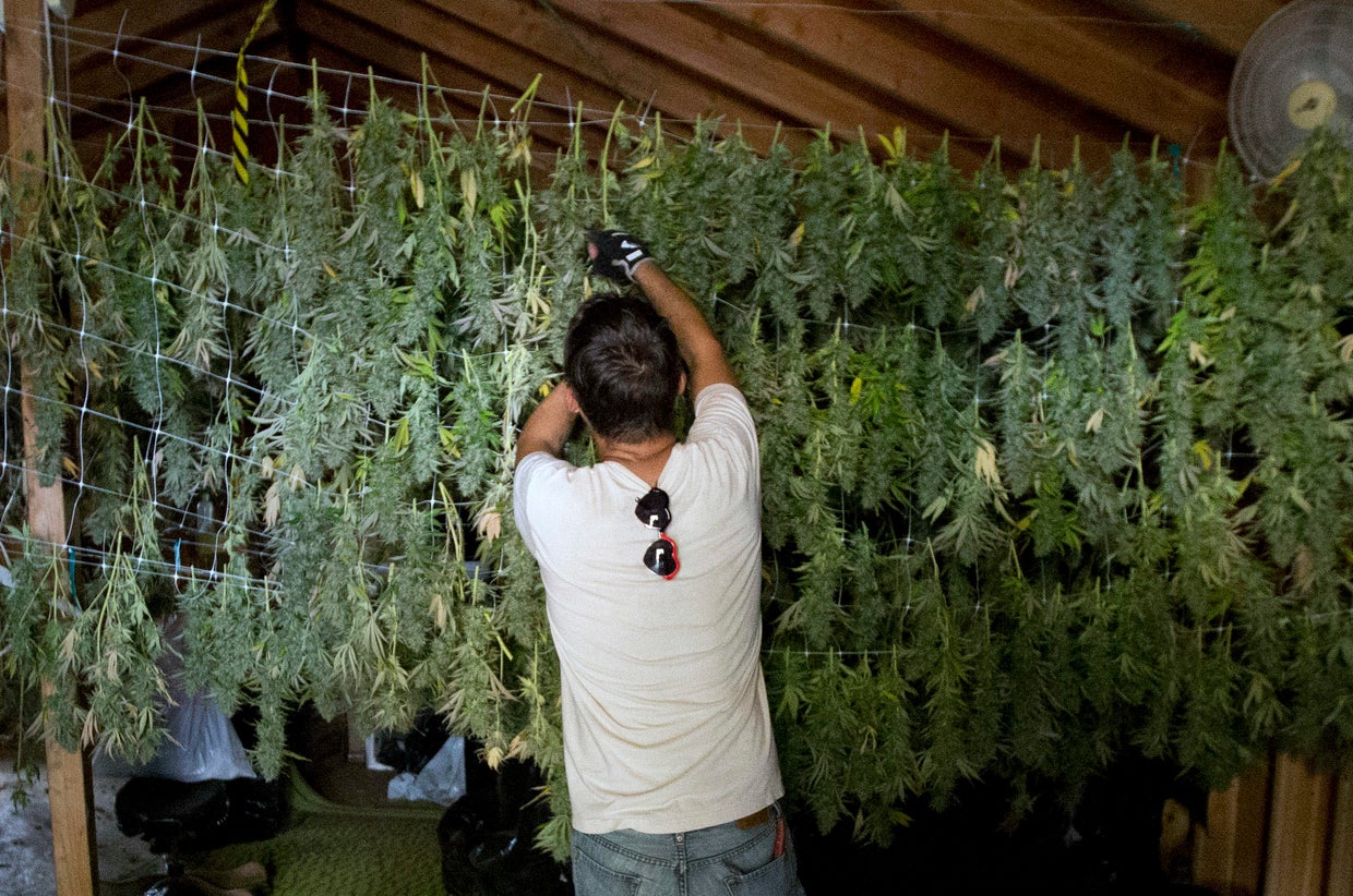 California's pot farmers CBS News