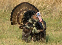 male-turkey-displaying-verne-lehmberg-244.jpg