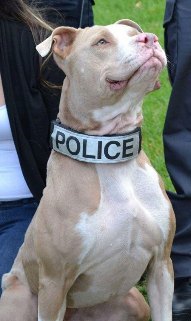first police dog