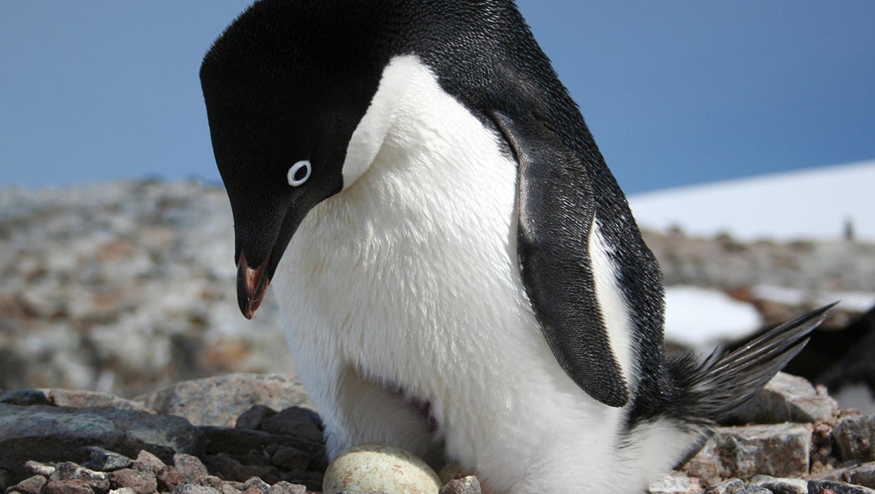 Nature up close: Adélie Penguins - CBS News
