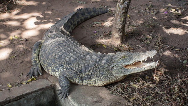 crocodile.jpg 