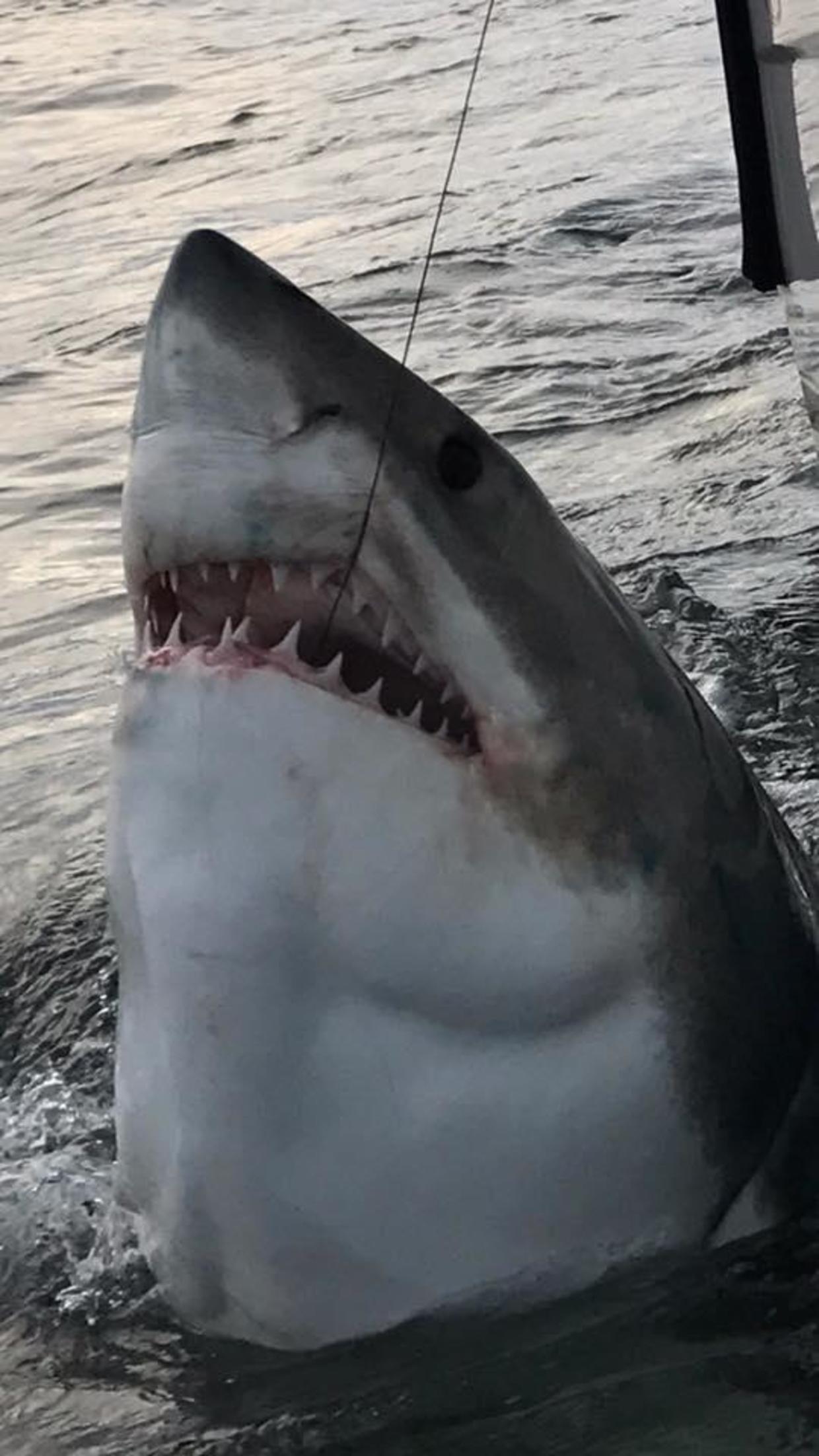 Crew Catches 16 Foot Monster Great White Shark Off Hilton Head Island