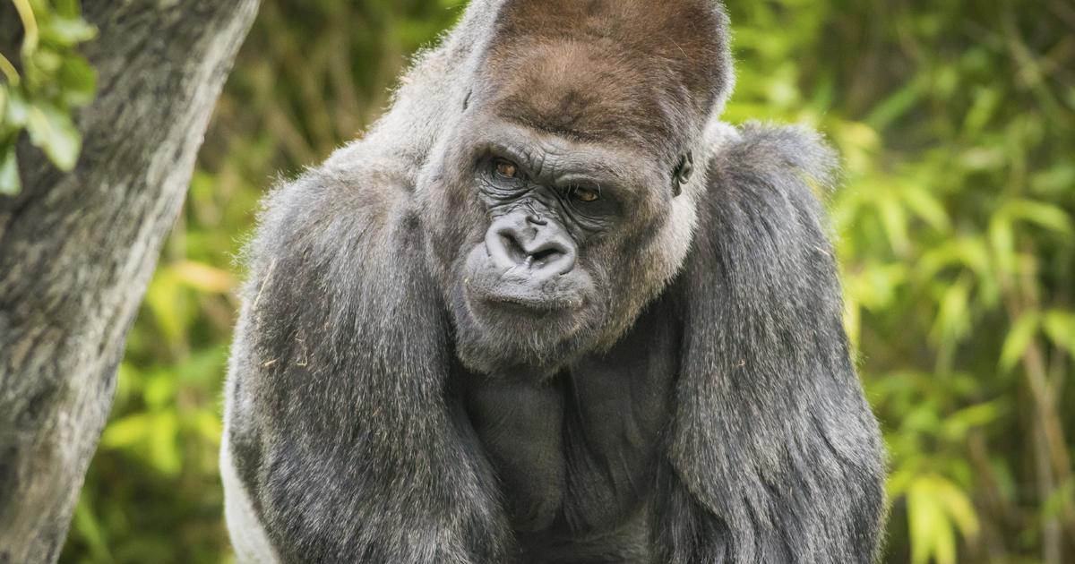 Gorillas at Zoo Atlanta test positive for COVID-19