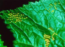 monarch-butterfly-eggs-verne-lehmberg.jpg