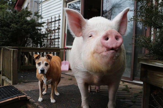 Meet Esther The Wonder Pig Family Adopts Micro Pig Then It Grows