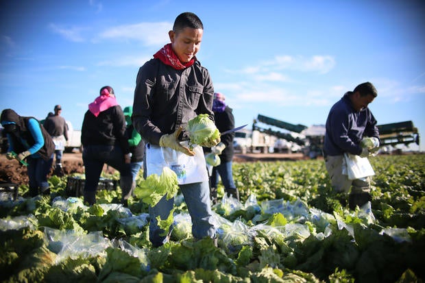 Where do immigrants work? - U.S. jobs most held by ...