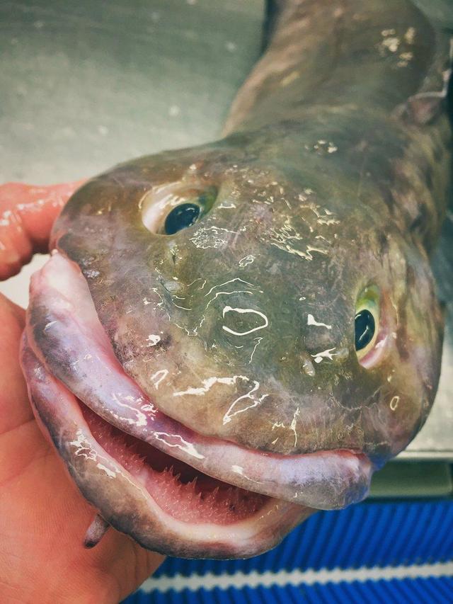 Crazy Looking Fish From The Deep Sea Cbs News