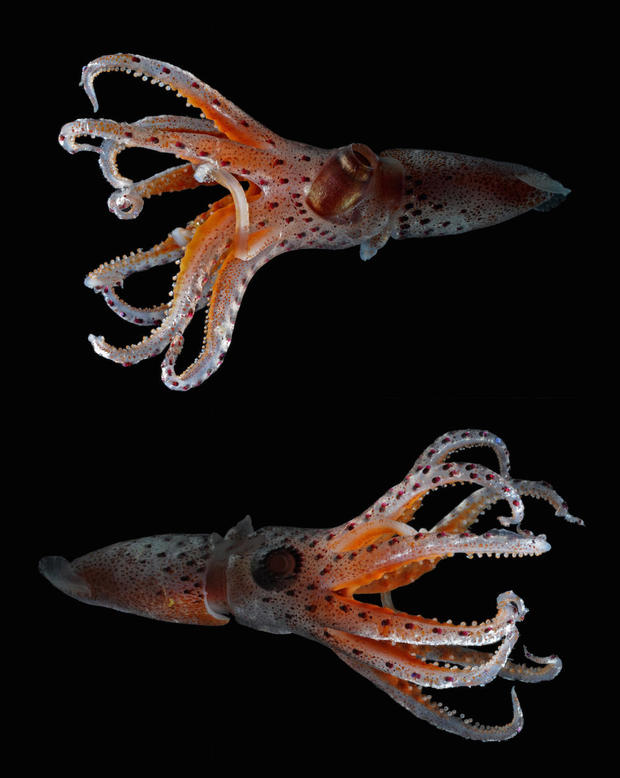 cockeyed-squid-3.jpg 
