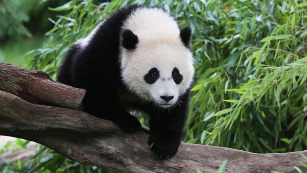 Bao Bao, U.S.-born panda, lands in new home in China - CBS News Bao Bao, U.S.-born panda, lands in new home in China - CBS News