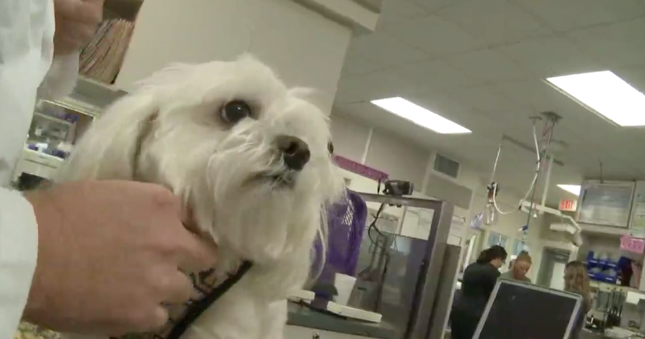 Addicts using pets to score drugs, veterinarians warn CBS News