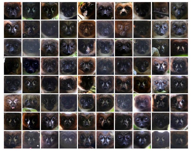lemur-facial-recognition-01-face-collage.jpg