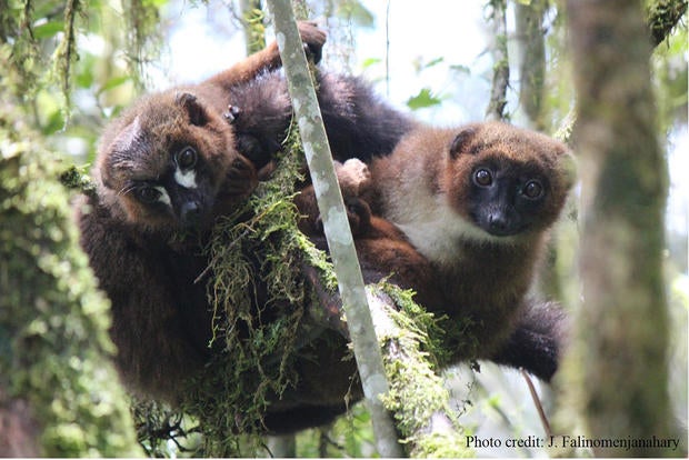 lemur-facial-recognition-02-red-bellied.jpg