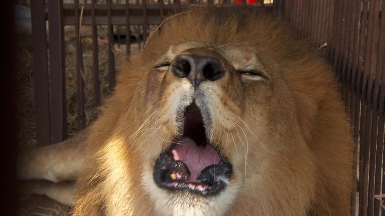 lionlifesavers-3.jpg