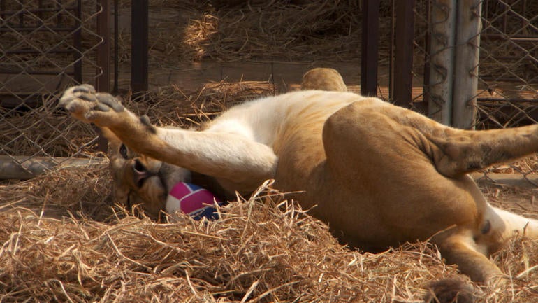 lioness.jpg