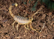 deathstalker-scorpion-getty-promo.jpg