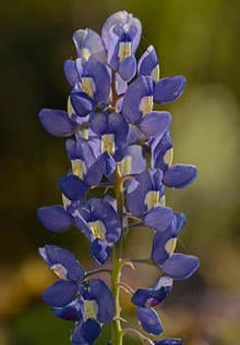 wildflowers-texas-bluebonnet-244-verne-lehmberg.jpg