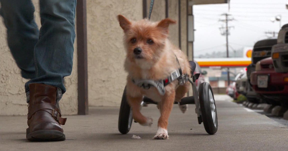 Los Angeles shelter gives disabled dogs a chance with a set of wheels CBS News