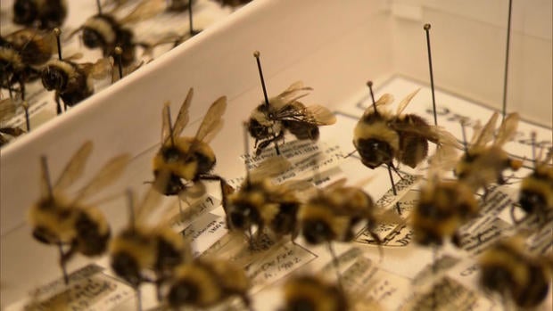 b2-strassmann-bees.jpg