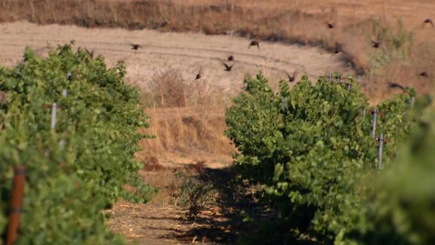 starlings-at-vineyard-620.jpg