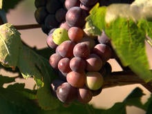 vineyard-grapes-at-rams-gate-winery-promo.jpg