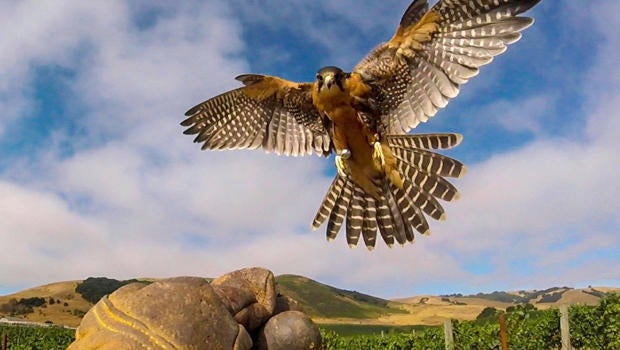 falcon-at-work-california-vineyard-620.jpg