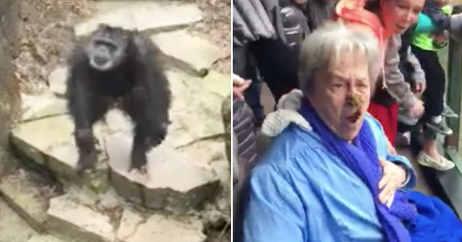 "It got Grandma!" Chimpanzee flings poop, hits elderly woman in the