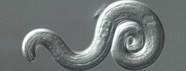 rat-lungworm-parasite.png