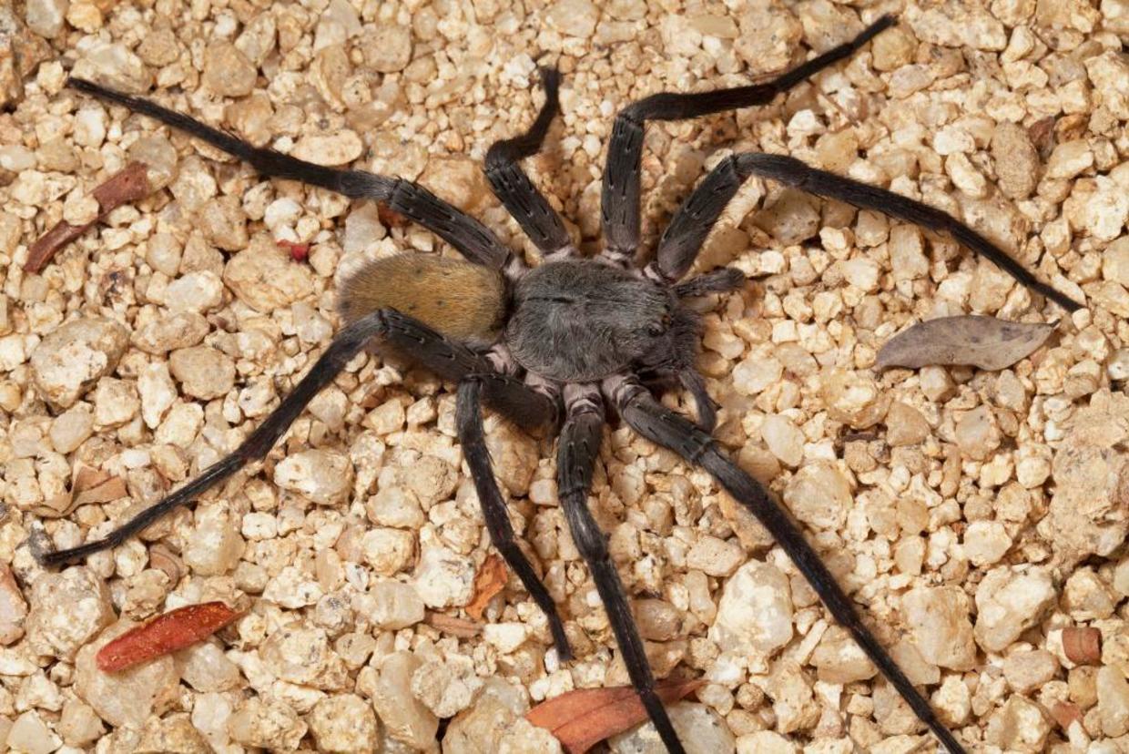 wandering cave spider size